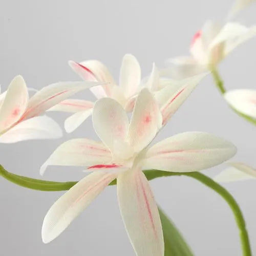 زرع اوركيد اصفر