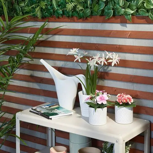 زرع اوركيد اصفر