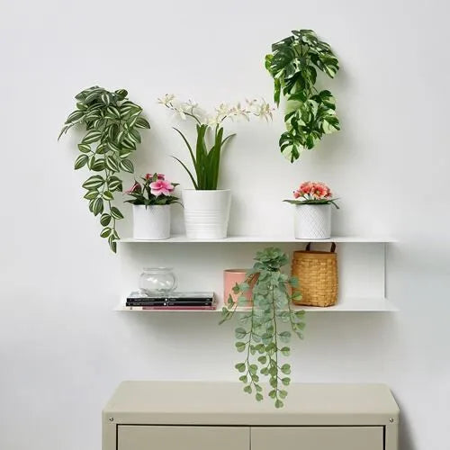 زرع اوركيد اصفر