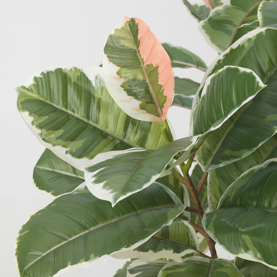 زرع ارضي كبير